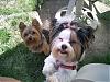 Does your yorkie smile?-august-pics-031.jpg