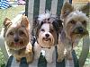 Does your yorkie smile?-august-pics-027.jpg