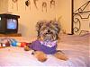 Does your yorkie smile?-smilin-her-sweater.jpg