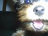 Does your yorkie smile?-s4010050.jpg