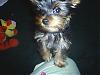 Does your yorkie smile?-s4010054.jpg