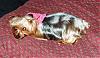 pregnant yorkie pics please-hpim1077.jpg