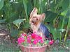 Does your yorkie smile?-romeo-1-year-9-month-047.jpg