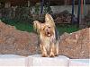 Does your yorkie smile?-romeo-1-year-9-month-049.jpg