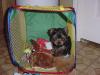 Any suggestions for toy storage?-findthetoymaggie4-27-05.jpg