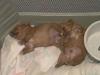Look how I just found the red Yorkie Pups-june12-2.jpg