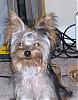 Does your yorkie smile?-101_0188.jpg