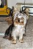 Does your yorkie smile?-101_0195.jpg
