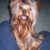 Does your yorkie smile?-100_1932.jpg