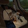 Driving with a yorkie...-topherincarseat.jpg