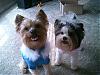 Does your yorkie smile?-adoptionday-1-010.jpg