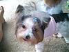Does your yorkie smile?-adoptionday-1-012.jpg