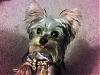 Does anyone have Yorkshire Terrier Art?-libbypics-011.jpg