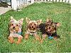 Does your yorkie smile?-smile-.jpg