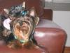 How will my first Yorkie react to a new pup?-picture-012.jpg