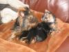 How will my first Yorkie react to a new pup?-picture-009.jpg