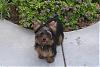 Pictures of a larger size yorkie?? Anyone??-shooter-8-06.jpg