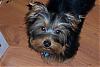 Pictures of a larger size yorkie?? Anyone??-shooter-9-06.jpg