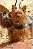 Pictures of a larger size yorkie?? Anyone??-cap_edited.jpg