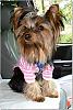 Pictures of a larger size yorkie?? Anyone??-pretty_edited.jpg
