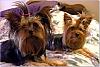 Pictures of a larger size yorkie?? Anyone??-ok2_edited.jpg