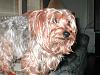 Pictures of a larger size yorkie?? Anyone??-gizmo-004-422-x-317-.jpg