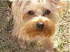 Pictures of a larger size yorkie?? Anyone??-p1210041.jpg