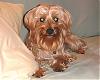 Pictures of a larger size yorkie?? Anyone??-dscf0077.jpg