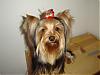 Show your yorkies "show" coat off!-dsc03252.jpg