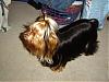 Show your yorkies "show" coat off!-dsc03903.jpg