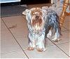Show your yorkies "show" coat off!-cimg1999.jpg