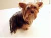 Show your yorkies "show" coat off!-louie-table-pretty-hair-450-x-338-.jpg