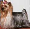 Show your yorkies "show" coat off!-dinah.jpg