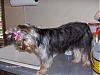 Show your yorkies "show" coat off!-kizzy3-9-15-06.jpg