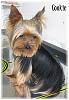 Show your yorkies "show" coat off!-ccproducts.jpg