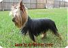 Show your yorkies "show" coat off!-ccprodcookie.jpg