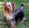 Show your yorkies "show" coat off!-summerdams1.9.jpg