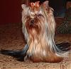 Show your yorkies "show" coat off!-dscf0017.jpg