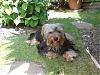 Show your yorkies "show" coat off!-minidsc0009.jpg