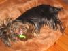 yorkies face and breath.. bad odor-picture-006.jpg