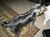 Show your yorkies "show" coat off!-301_0185-512-x-384-.jpg