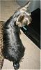 Show your yorkies "show" coat off!-301_0189_r1-258-x-438-.jpg