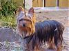 Show your yorkies "show" coat off!-mvc-003f.jpg