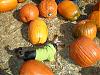 Pumpkin Picking-pa080015.jpg