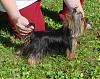Show your yorkies "show" coat off!-shiner8mosstacked2.jpg