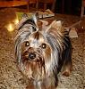 Show your yorkies "show" coat off!-diesel-counter.jpg