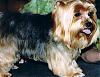 Giant Yorkie-recent-pics-09-20-06-014_edited.jpg