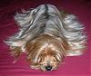 Show your yorkies "show" coat off!-sullyshowcoat.jpg