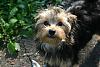 Yorkie-Mixes?-img_2811b.jpg