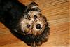 Yorkie-Mixes?-img_2662b.jpg